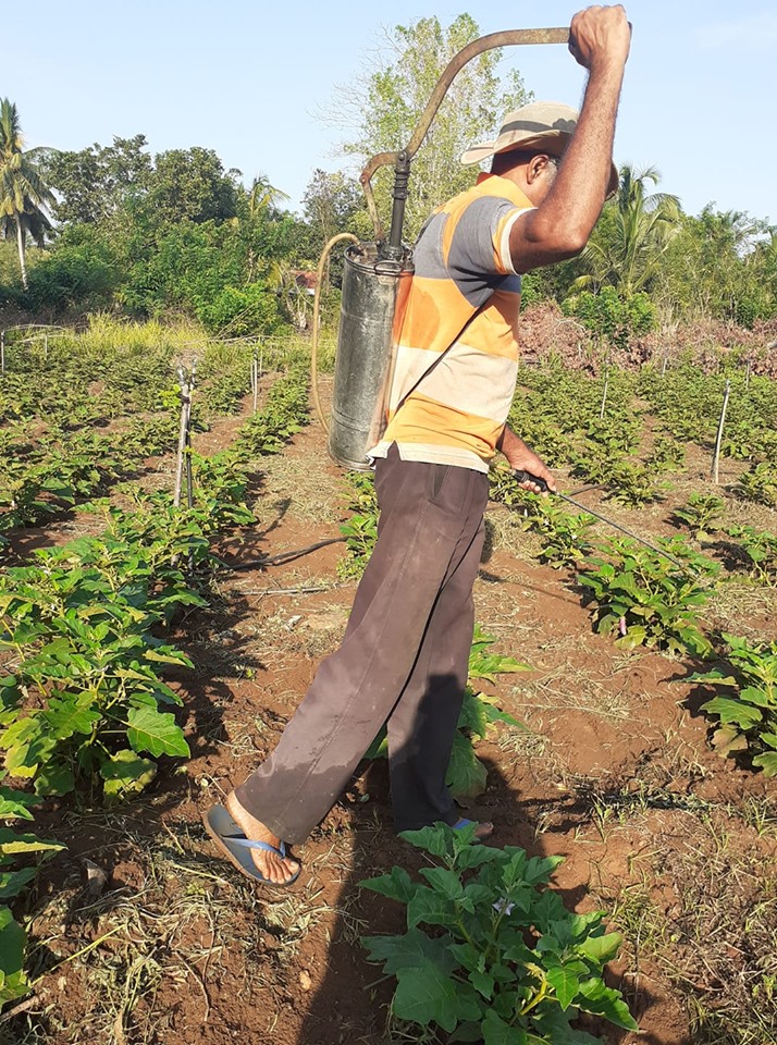 Farmer spraying pesticide in Sri Lanka