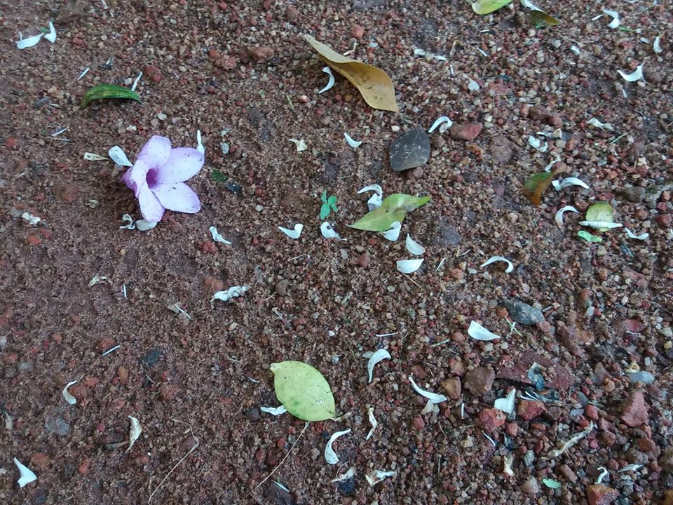 A purple flower dropped under a tree
