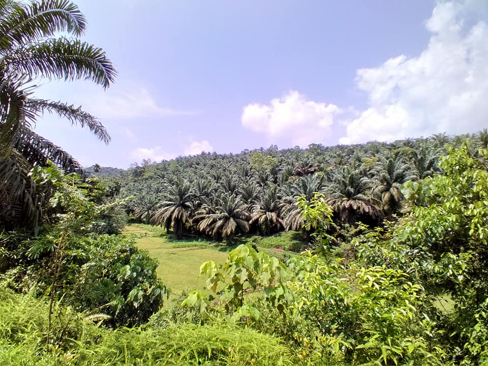 oil palm cultivation in Matugama